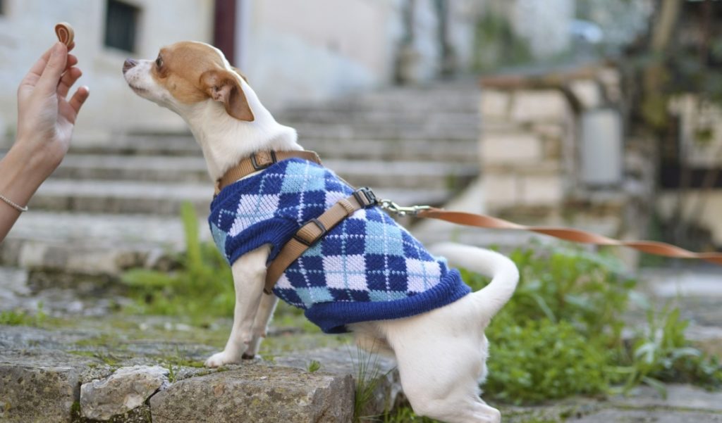 dog wearing a cloth