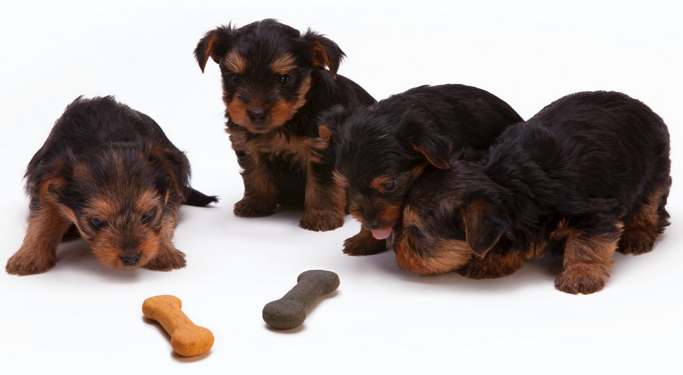puppies