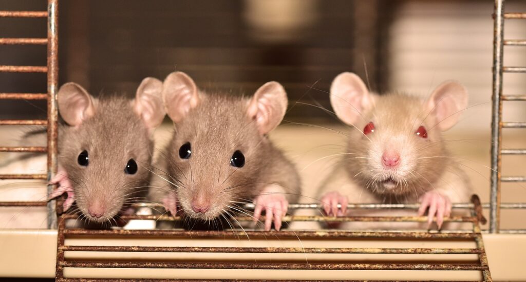 mouse